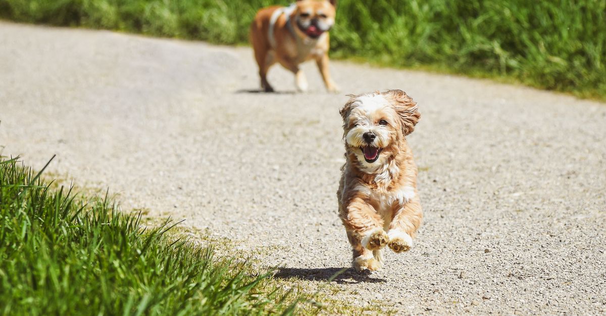 Dog Food Allergies: A UK Vet's Guide to Diagnosis & Care