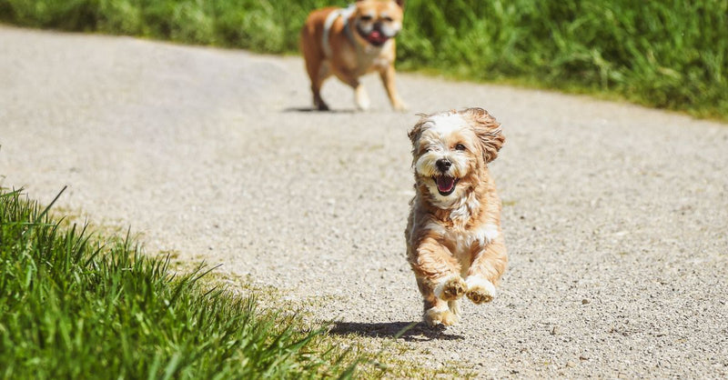 Dog Food Allergies: A UK Vet's Guide to Diagnosis & Care