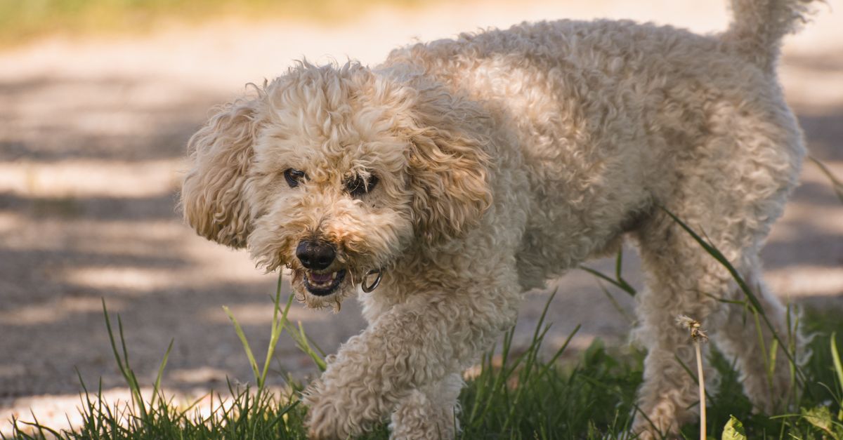 A healthy, light brown Poodle with curly fur walks through green grass, looking towards the camera with a calm expression.