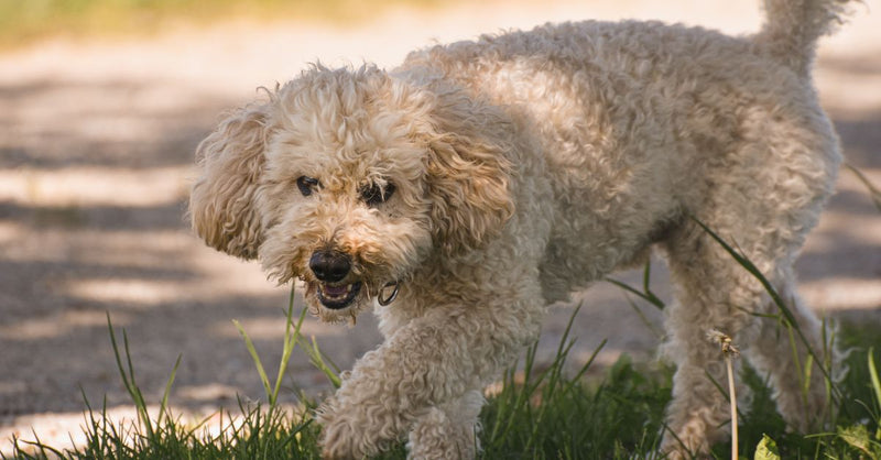 A healthy, light brown Poodle with curly fur walks through green grass, looking towards the camera with a calm expression.