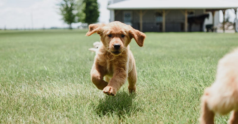 A happy golden retriever puppy runs joyfully across a bright green lawn towards the camera.