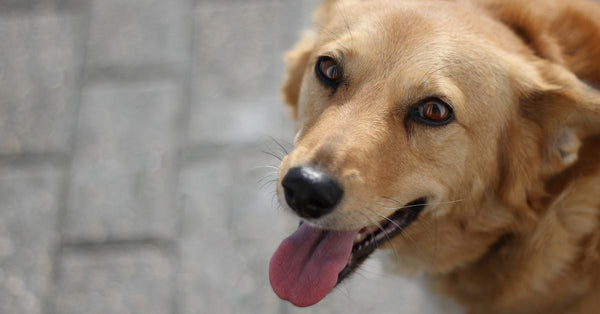 Your Dog at Christmas: A UK Vet Guide to Festive Safety