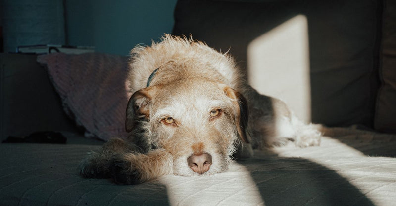 A healthy, calm scruffy terrier mix dog with light brown fur lies on a sofa in a sunbeam, looking directly at the camera.