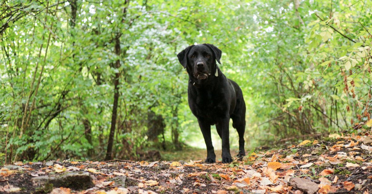 A healthy black Labrador retriever stands on a path covered in autumn leaves, looking directly at the camera in a green fores