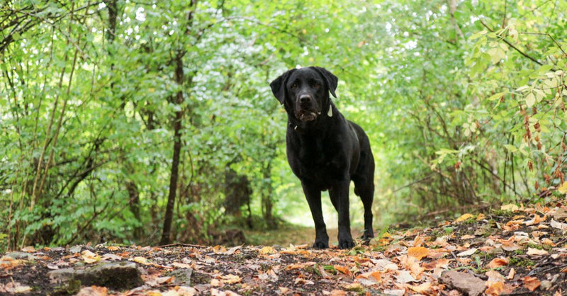 A healthy black Labrador retriever stands on a path covered in autumn leaves, looking directly at the camera in a green fores