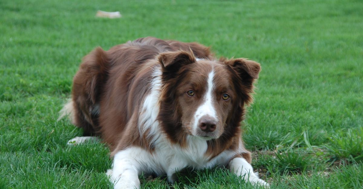 A healthy, calm brown and white Border Collie lies on green grass, looking directly at the camera.