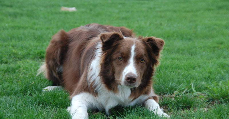 A healthy, calm brown and white Border Collie lies on green grass, looking directly at the camera.