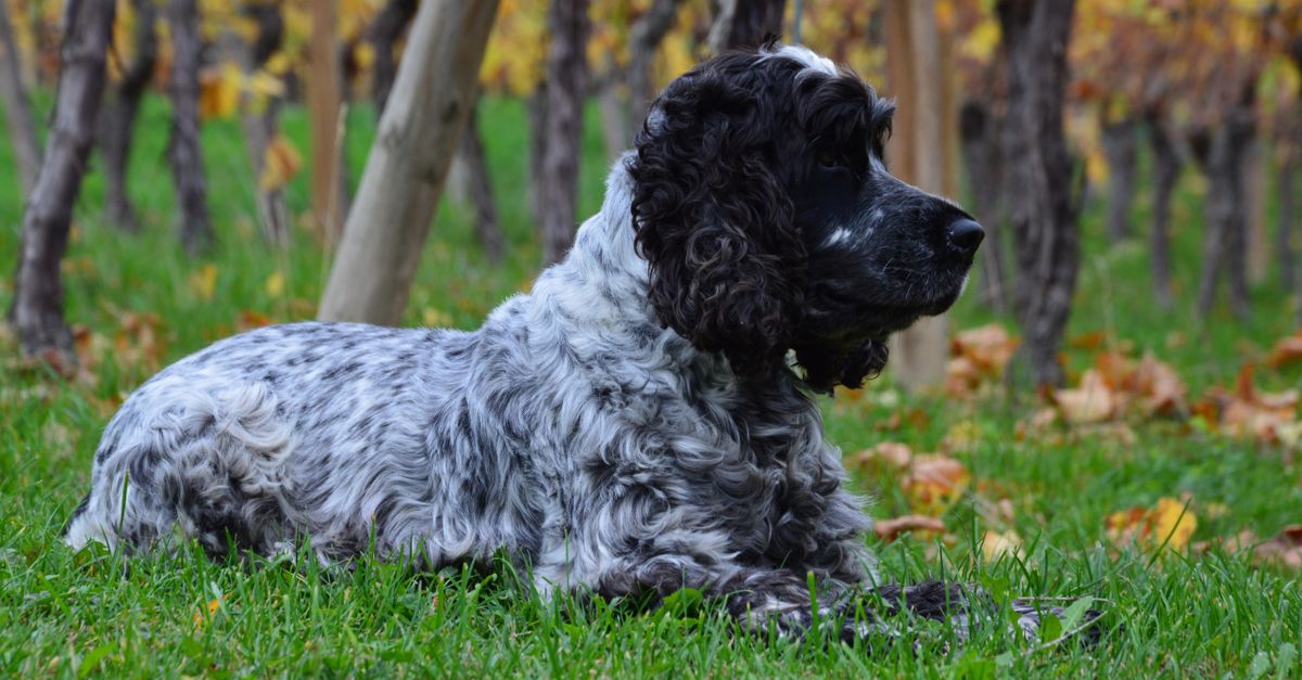 A healthy, calm blue roan Cocker Spaniel lies on green grass with autumn vines in the background, looking alert.