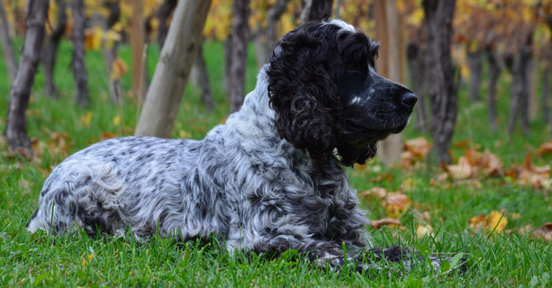 A healthy, calm blue roan Cocker Spaniel lies on green grass with autumn vines in the background, looking alert.