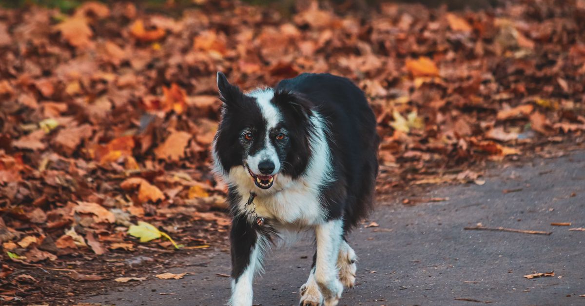 A healthy, happy black and white Border Collie runs towards the camera on a path covered in autumn leaves.