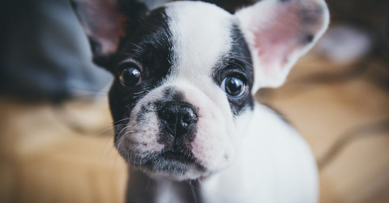 Close-up of a cute French Bulldog puppy captured indoors with soft focus.