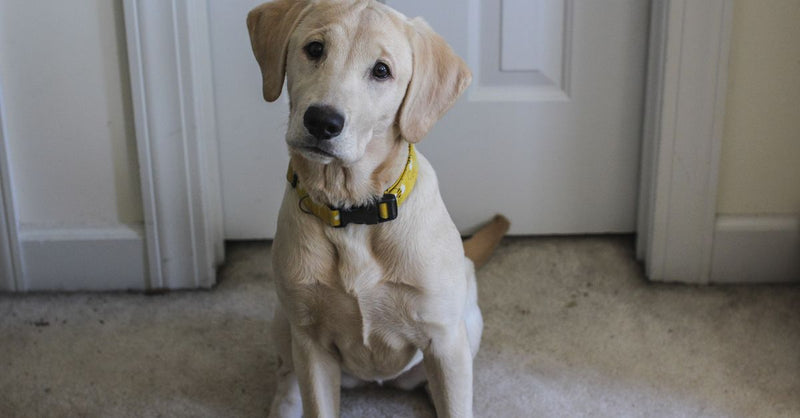 A healthy, calm yellow Labrador puppy with a yellow collar sits on a carpeted floor, looking directly at the camera.