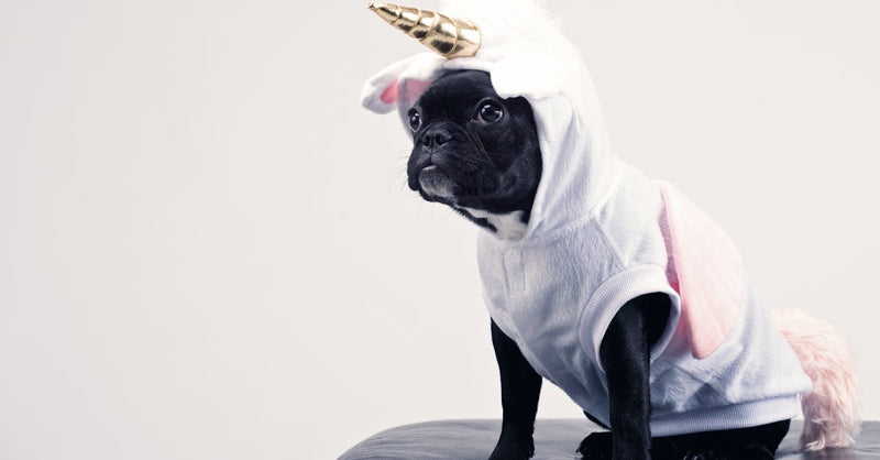 Cute French Bulldog dressed as a unicorn sitting on a leather stool. Perfect for playful pet-themed content.