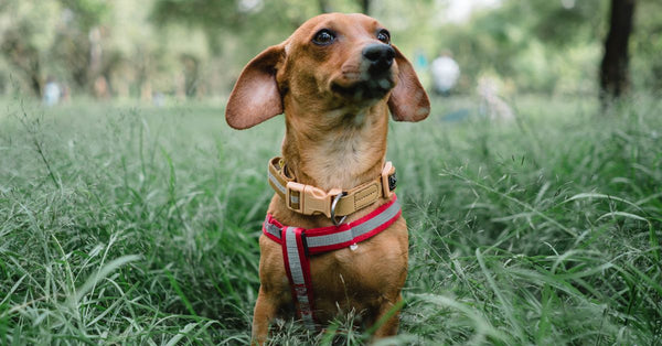 A healthy, calm brown Dachshund sits attentively in tall green grass, looking up and to the right.