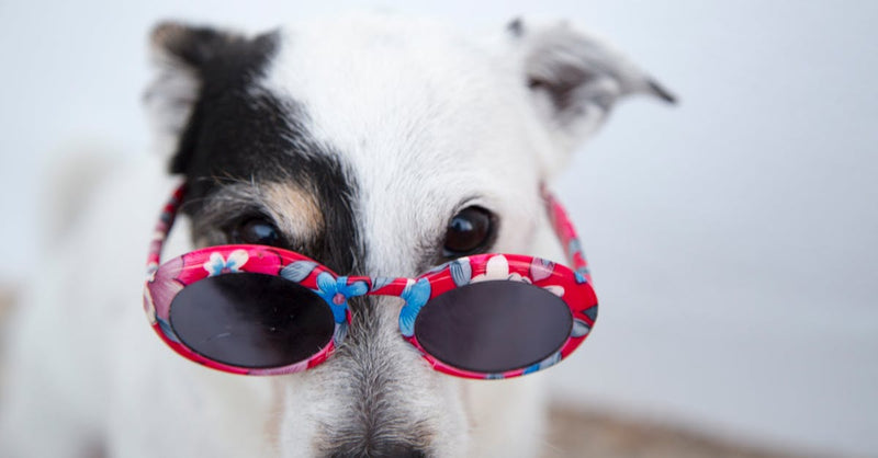 Adorable dog with sunglasses posing outdoors, showcasing a fun canine fashion sense. What is the Gut Microbiome in Dogs? A UK Vet Explains Juno Daily