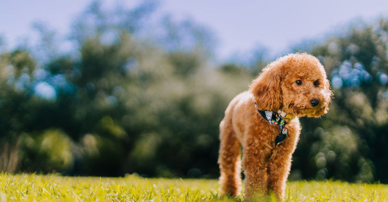 A healthy, calm reddish-brown Poodle stands in bright green grass, looking to the side in soft sunlight.