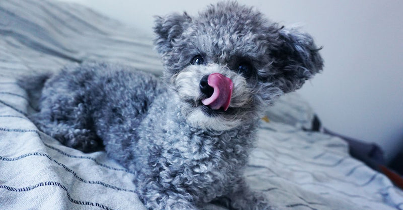 A healthy, calm grey poodle mix dog lies on a striped bed, licking its nose with its tongue out.