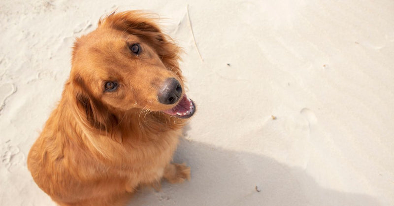 A happy golden retriever sits on a sandy beach, looking up at the camera with its mouth slightly open and tail wagging.