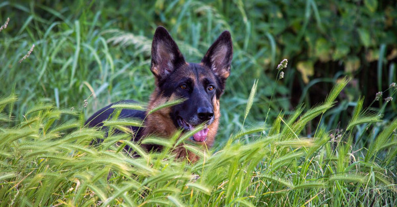 A healthy, calm black and tan German Shepherd with its tongue slightly out, peeking through tall green grass.