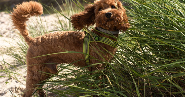 A healthy, happy reddish-brown Cockapoo with floppy ears stands in tall grass on a sandy beach, looking alertly at the camera