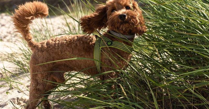 A healthy, happy reddish-brown Cockapoo with floppy ears stands in tall grass on a sandy beach, looking alertly at the camera