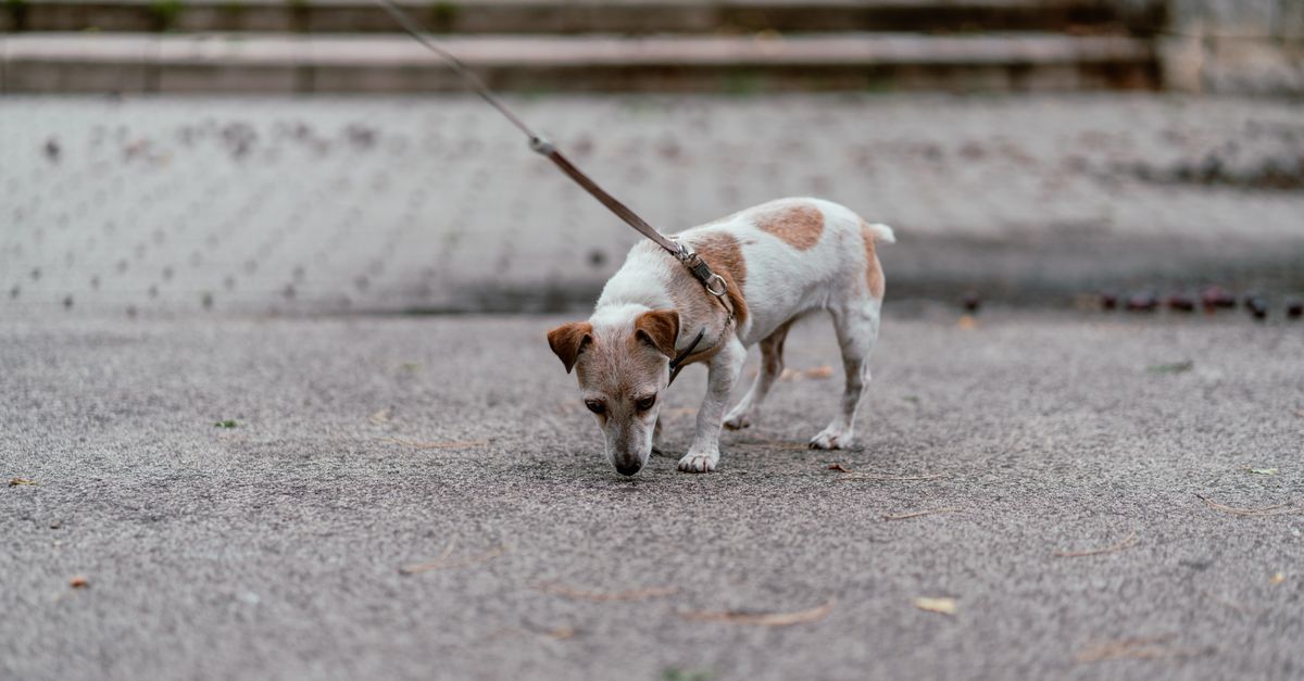 A small white and brown Jack Russell Terrier on a leash sniffs the ground intently on a paved path.
