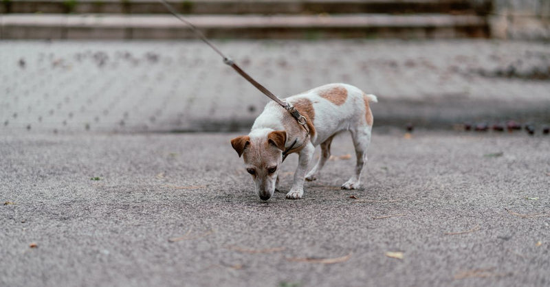 A small white and brown Jack Russell Terrier on a leash sniffs the ground intently on a paved path.