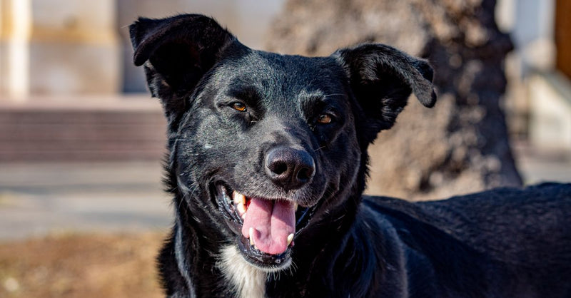 Soothe Your Dog's Upset Stomach Overnight: A UK Vet Guide