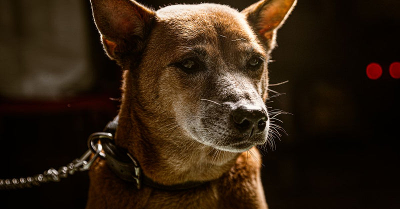 Benefits of Decompression Walks for Dogs: A UK Vet Explains