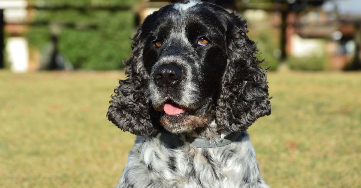 A healthy, calm blue roan Cocker Spaniel with black and grey fur, looking directly at the camera with its mouth slightly open
