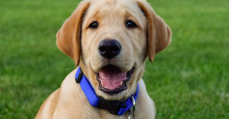 A happy golden Labrador puppy with a blue collar sits on green grass, looking directly at the camera with an open mouth.