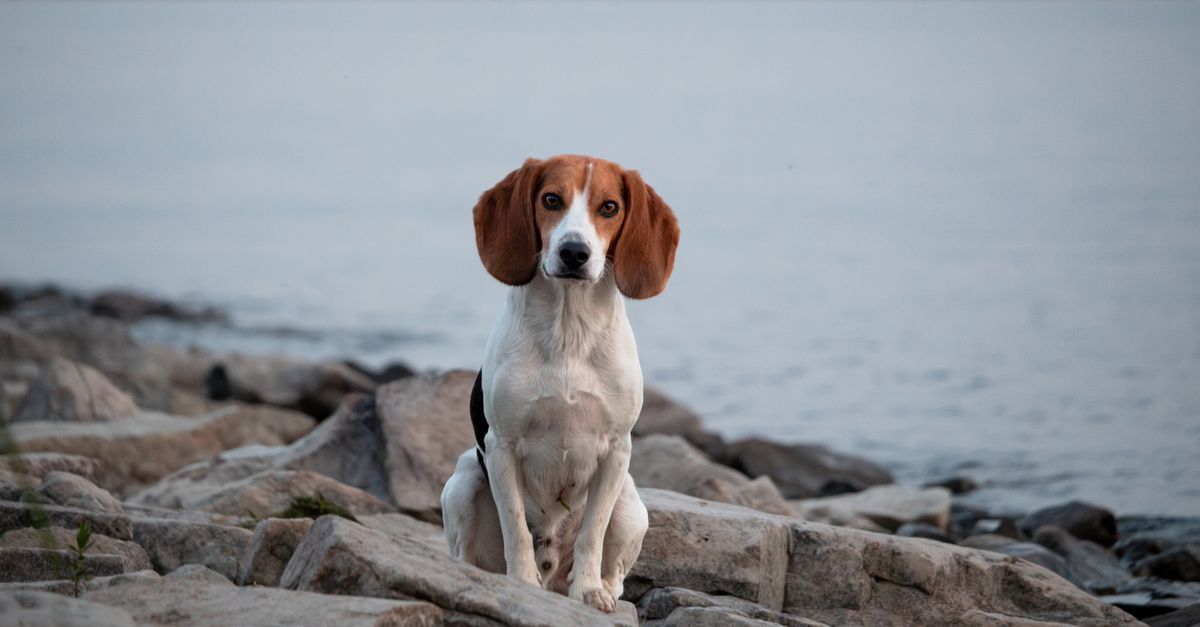 A healthy, calm tricolor Beagle dog sits on large rocks by a lake, looking directly at the camera.