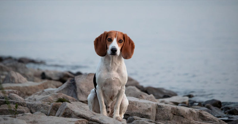 A healthy, calm tricolor Beagle dog sits on large rocks by a lake, looking directly at the camera.