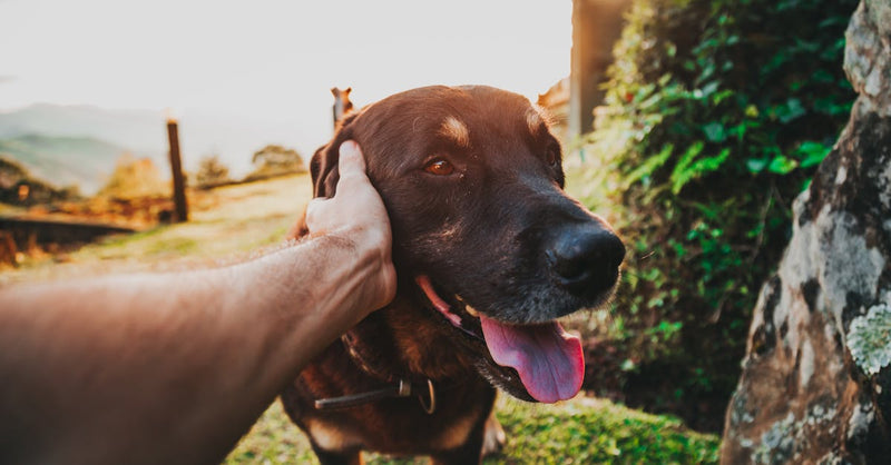 Great Dane enjoying a sunny day outdoors, showcasing joy and playfulness.