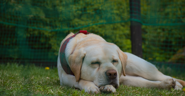 A healthy, calm cream-colored Labrador Retriever with a red and green harness sleeps peacefully on green grass.