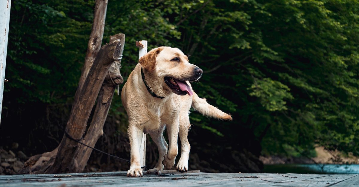 A healthy, happy yellow Labrador stands on a wooden dock by a lake, looking alert with its tongue out.
