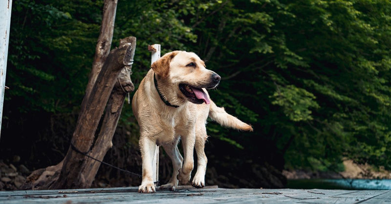A healthy, happy yellow Labrador stands on a wooden dock by a lake, looking alert with its tongue out.