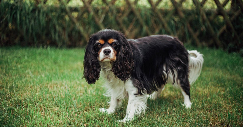 A healthy black and white Cavalier King Charles Spaniel stands calmly on green grass in a garden, looking at the camera.
