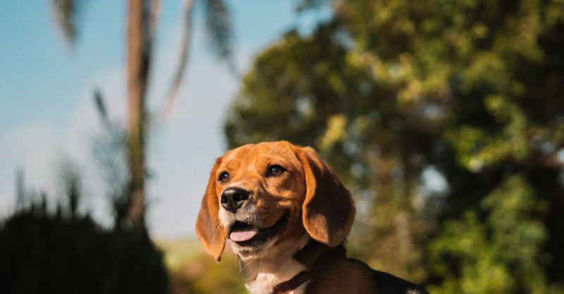 A happy tri-color Beagle with floppy ears and a red collar sits outdoors, looking content with its mouth slightly open.
