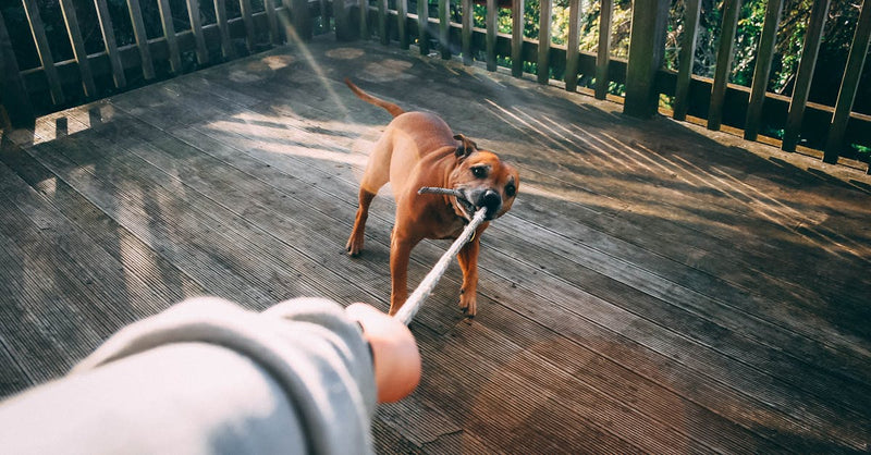 A cute brown dog playfully tugs on a rope outdoors with its owner on a sunny day.