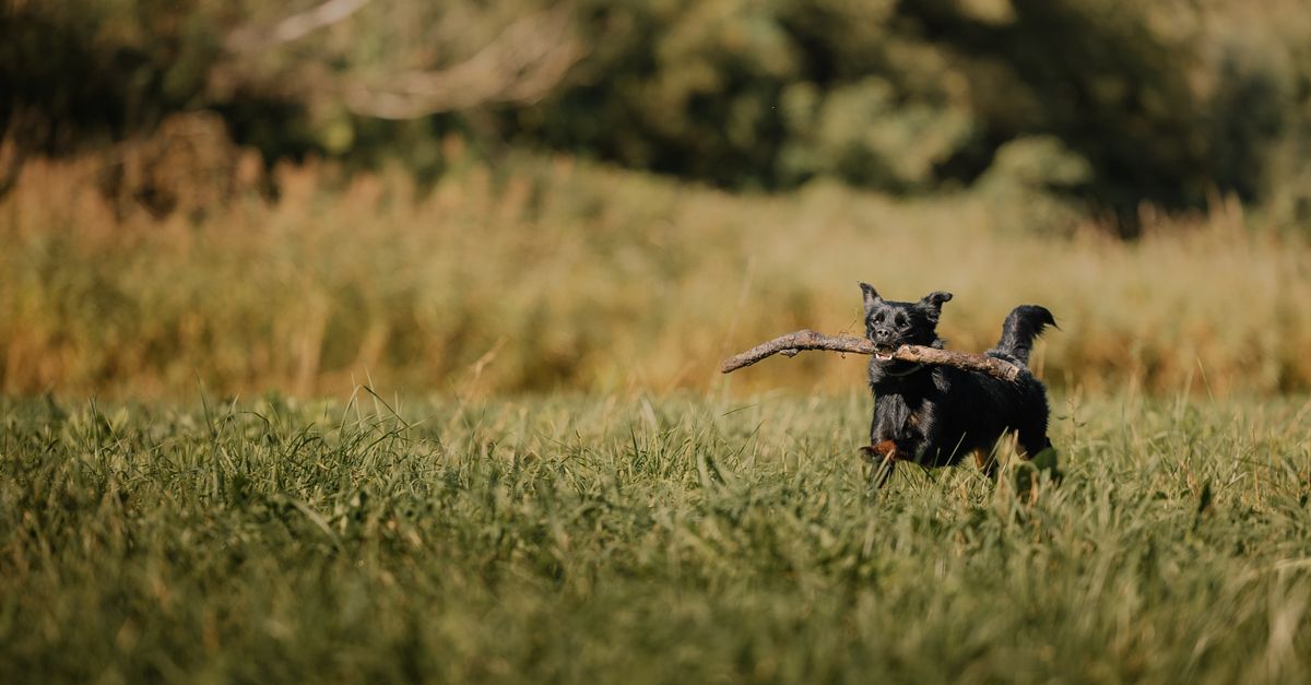 Dog Food Intolerance vs Allergy: A UK Vet's Comparison