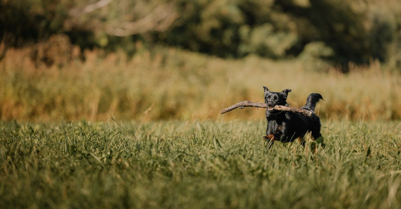Dog Food Intolerance vs Allergy: A UK Vet's Comparison