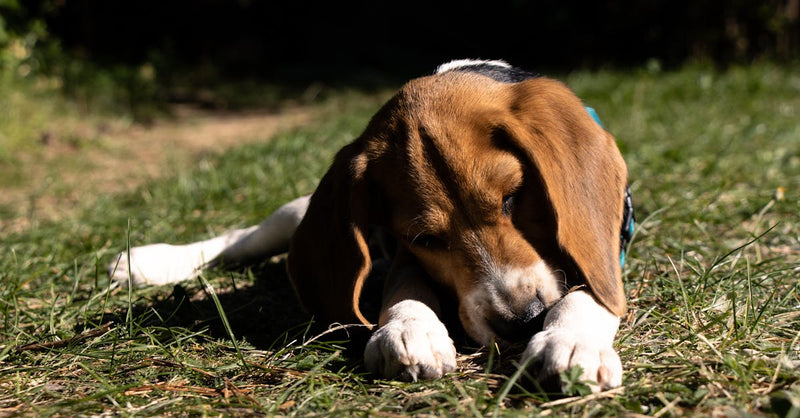 Cute beagle puppy enjoying a sunny day outdoors on the grass.