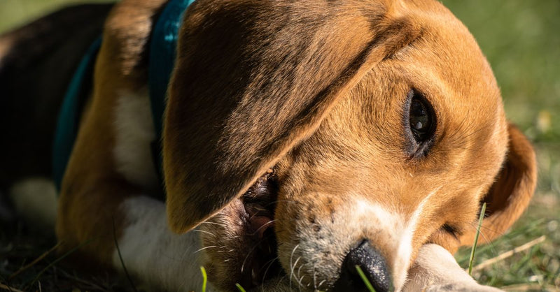 A healthy, calm tricolor Beagle puppy with a blue collar lies on green grass, chewing on something.
