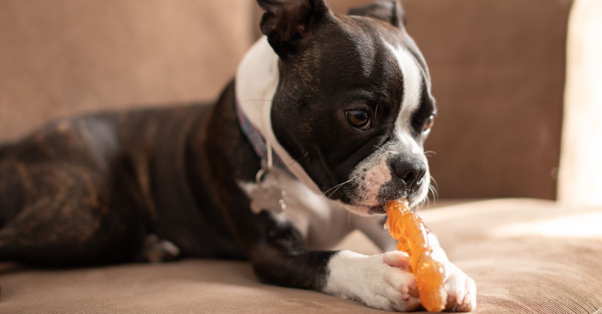 A healthy, happy Boston Terrier puppy lies on a brown sofa, chewing on an orange teething toy.
