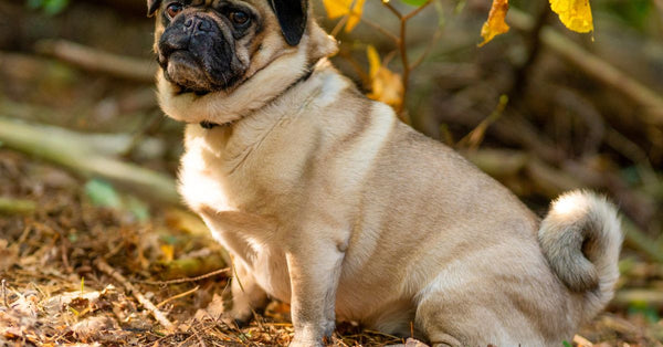 A healthy, fawn Pug with a black mask sits calmly on a forest floor with autumn leaves, looking alert.