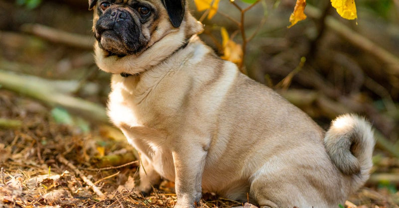 A healthy, fawn Pug with a black mask sits calmly on a forest floor with autumn leaves, looking alert.