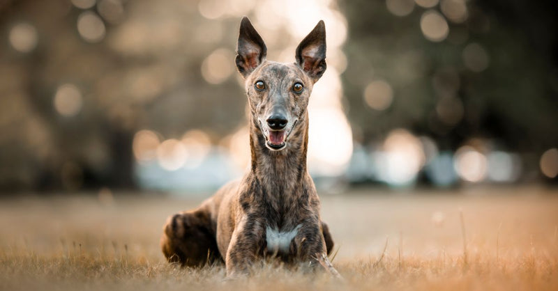 A healthy, calm brindle Greyhound lies on golden grass, looking directly at the camera with a slight smile.