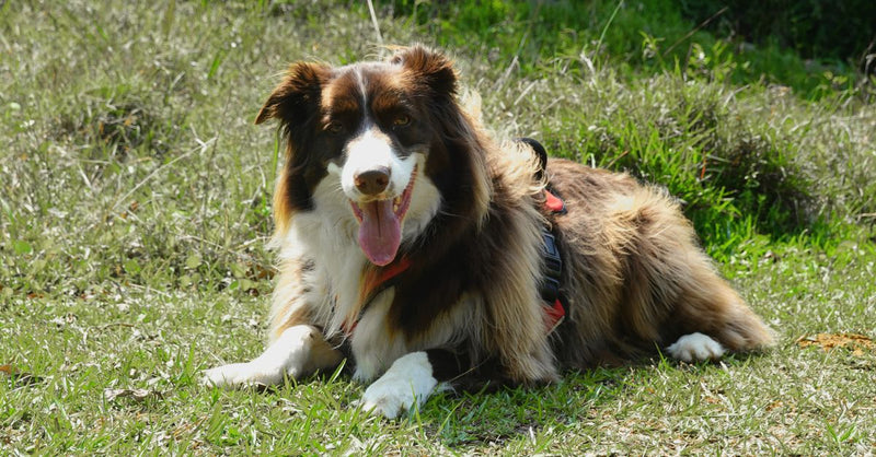 A healthy, happy brown and white Border Collie lies on green grass in the sun, looking at the camera with its tongue out.
