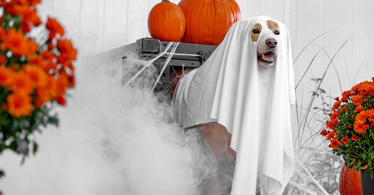A healthy, happy dog dressed as a ghost with a white sheet, standing among pumpkins and autumn foliage.